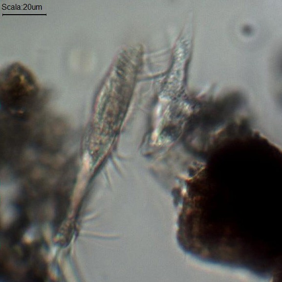 Altro abitante della pozzanghera